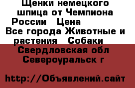 Щенки немецкого шпица от Чемпиона России › Цена ­ 50 000 - Все города Животные и растения » Собаки   . Свердловская обл.,Североуральск г.